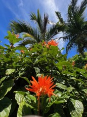 Miami-Beach-Botanical-Garden-6112