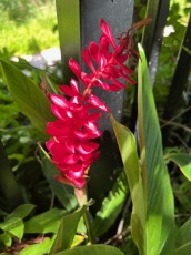 LeJardin Botanique de Miami Beach