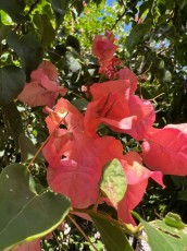 LeJardin Botanique de Miami Beach