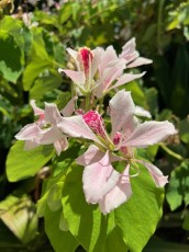 LeJardin Botanique de Miami Beach