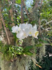 LeJardin Botanique de Miami Beach