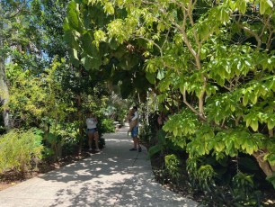 Miami-Beach-Botanical-Garden-6147