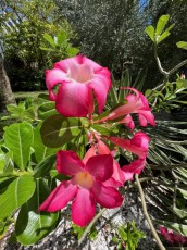 Miami-Beach-Botanical-Garden-6165