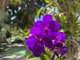 LeJardin Botanique de Miami Beachch-Botanical-Garden-6184