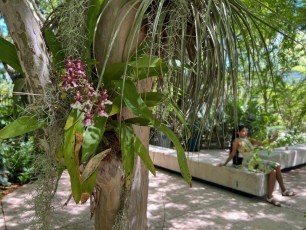 LeJardin Botanique de Miami Beach