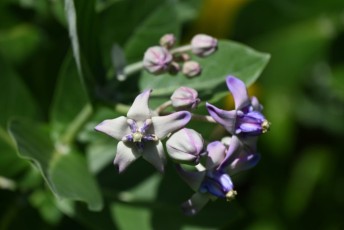 Miami-Beach-Botanical-Garden-9709