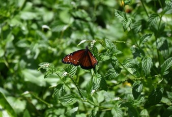 Miami-Beach-Botanical-Garden-9715