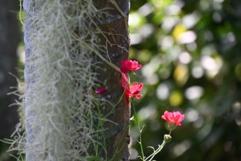 Miami-Beach-Botanical-Garden-9733