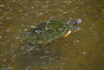 Miami-Beach-Botanical-Garden-9741