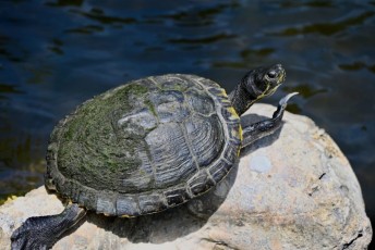 Miami-Beach-Botanical-Garden-9748