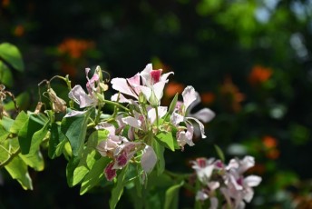 Miami-Beach-Botanical-Garden-9775