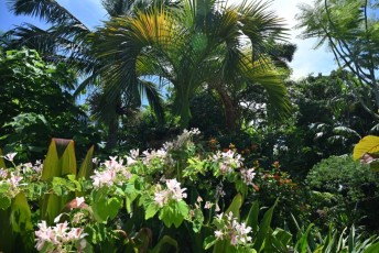 Miami-Beach-Botanical-Garden-9777
