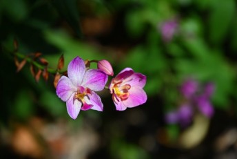 Miami-Beach-Botanical-Garden-9785