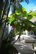 Miami-Beach-Botanical-Garden-9794