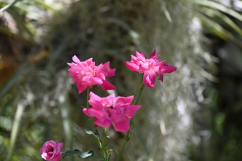 Miami-Beach-Botanical-Garden-9815