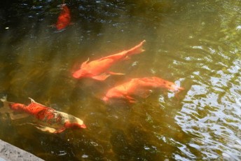 Miami-Beach-Botanical-Garden-9820