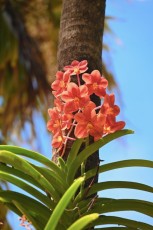 Miami-Beach-Botanical-Garden-9833