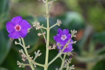 Miami-Beach-Botanical-Garden-9835