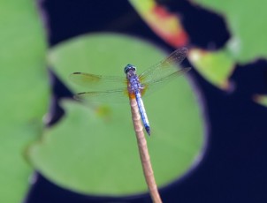 long-key-natural-area-davie-floride-6544