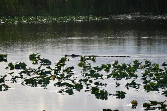 Loxahatchee-National-Wildlife-Refuge-Parkland-7722