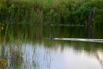 Loxahatchee-National-Wildlife-Refuge-Parkland-7731