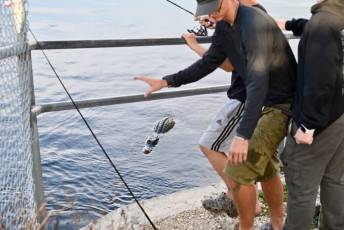 Loxahatchee-National-Wildlife-Refuge-Parkland-7747