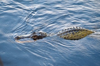Loxahatchee-National-Wildlife-Refuge-Parkland-7748