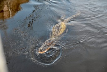 Loxahatchee-National-Wildlife-Refuge-Parkland-7756