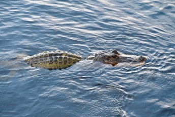 Loxahatchee-National-Wildlife-Refuge-Parkland-7769