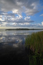 Loxahatchee-National-Wildlife-Refuge-Parkland-7804