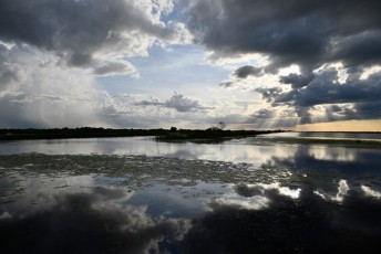 Loxahatchee-National-Wildlife-Refuge-Parkland-7806