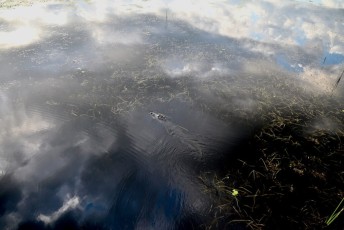 Loxahatchee-National-Wildlife-Refuge-Parkland-7808