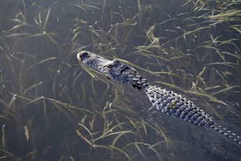 Loxahatchee-National-Wildlife-Refuge-Parkland-7810