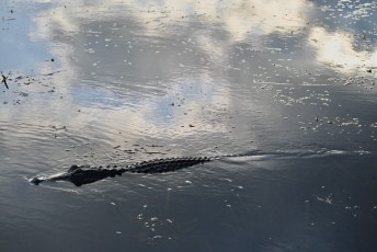 Loxahatchee-National-Wildlife-Refuge-Parkland-7817