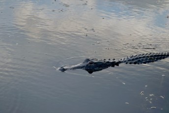 Loxahatchee-National-Wildlife-Refuge-Parkland-7818
