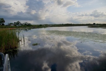 Loxahatchee-National-Wildlife-Refuge-Parkland-7823