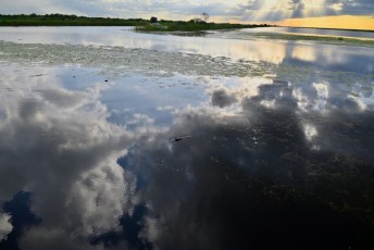 Loxahatchee-National-Wildlife-Refuge-Parkland-7825