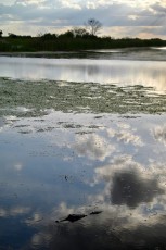 Loxahatchee-National-Wildlife-Refuge-Parkland-7828