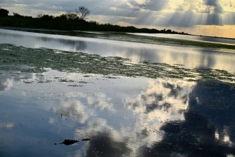 Loxahatchee-National-Wildlife-Refuge-Parkland-7830