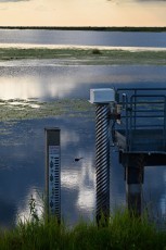 Loxahatchee-National-Wildlife-Refuge-Parkland-7837