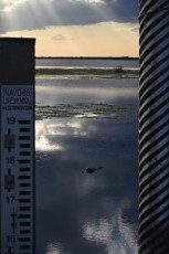 Loxahatchee-National-Wildlife-Refuge-Parkland-7842