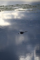 Loxahatchee-National-Wildlife-Refuge-Parkland-7843