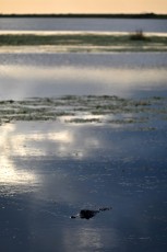 Loxahatchee-National-Wildlife-Refuge-Parkland-7845