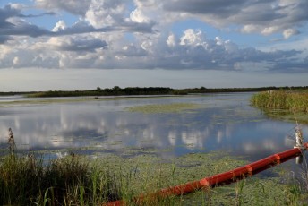 Loxahatchee-National-Wildlife-Refuge-Parkland-7853