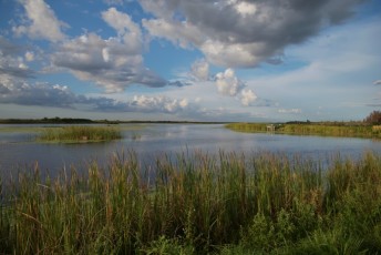 Loxahatchee-National-Wildlife-Refuge-Parkland-7858