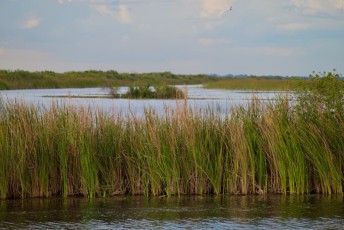 Loxahatchee-National-Wildlife-Refuge-Parkland-7862