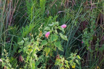 Loxahatchee-National-Wildlife-Refuge-Parkland-7874