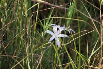 Loxahatchee-National-Wildlife-Refuge-Parkland-7876