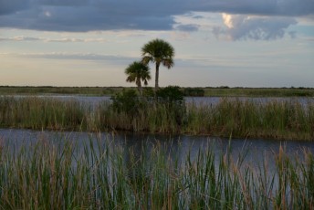 Loxahatchee-National-Wildlife-Refuge-Parkland-7894