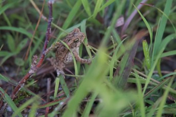 Loxahatchee-National-Wildlife-Refuge-Parkland-7916